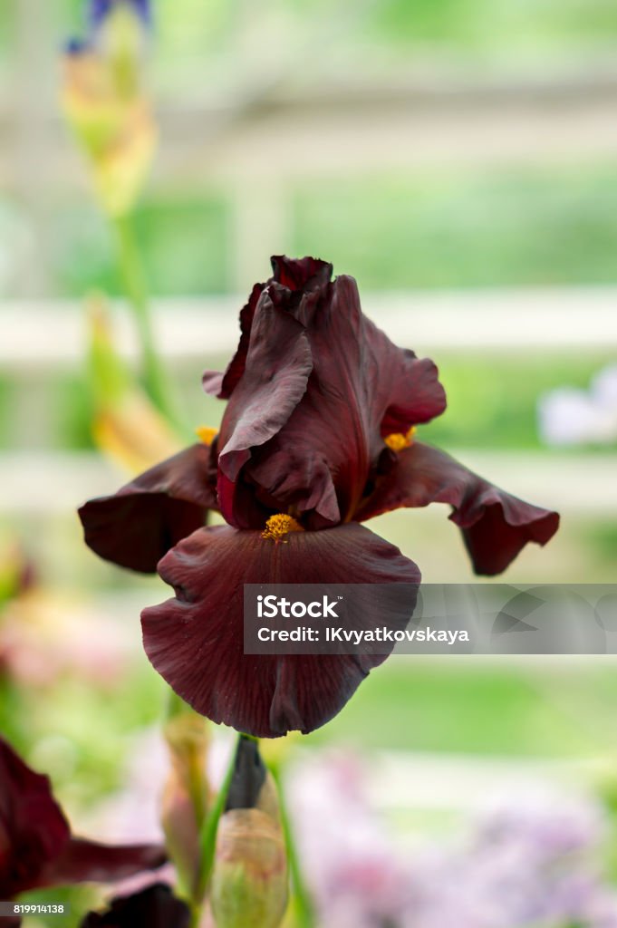 Flor De Iris Negro Foto de stock y más banco de imágenes de Aire libre -  Aire libre, Botánica, Brote - iStock