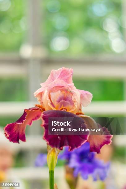 Flor De Iris Negro Foto de stock y más banco de imágenes de Aire libre - Aire libre, Botánica, Brote - iStock Flor De Iris Negro Foto de stock y más banco de imágenes de Aire libre - Aire libre, Botánica, Brote - iStock