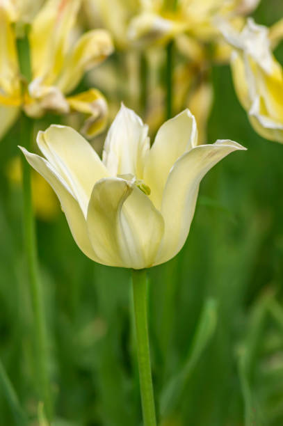 istock yellow tulip in the garden 819916480