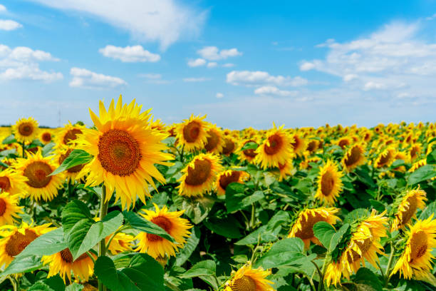 istock field of blooming sunflowers 819917484