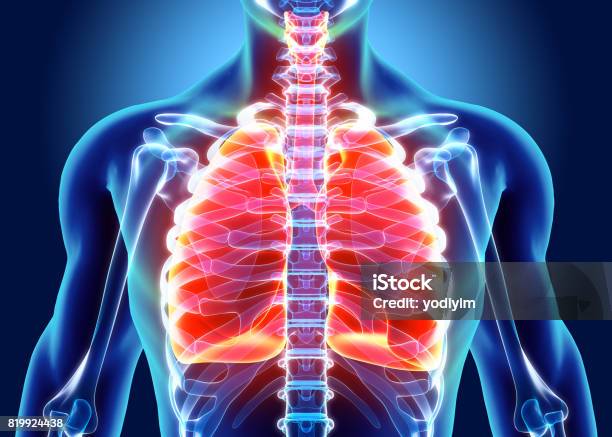 3d Illustration Of Lungs Medical Concept Stock Photo - Download Image Now - Lung, X-ray Image, Medical X-ray