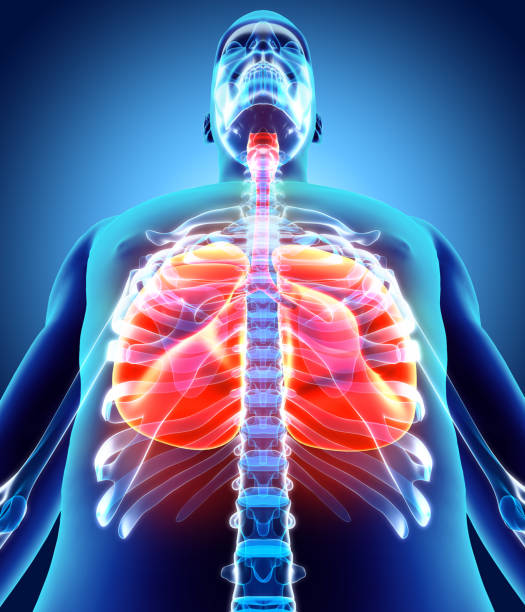 istock 3D illustration of Lungs, medical concept. 819924450
