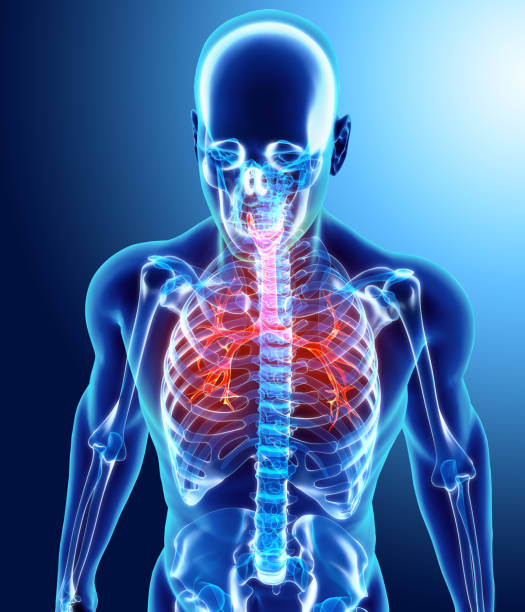 istock 3D illustration of Larynx Trachea Bronchi. 819928772