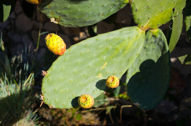 istock Opuntia cactus with fruits 819928910