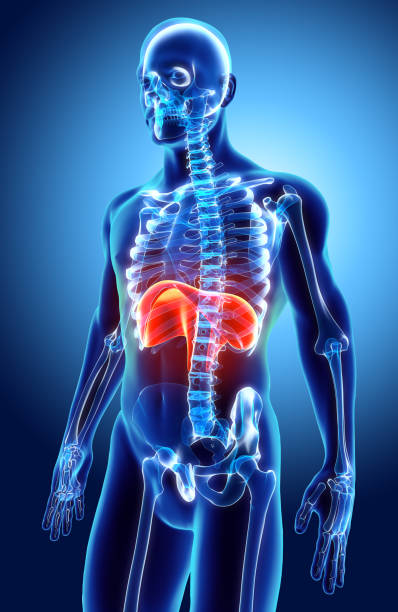 istock 3D illustration of Diaphragm, medical concept. 819928950