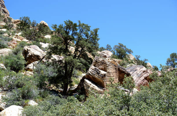 istock Hillside in Red Rock Canyon, Nevada 819934798