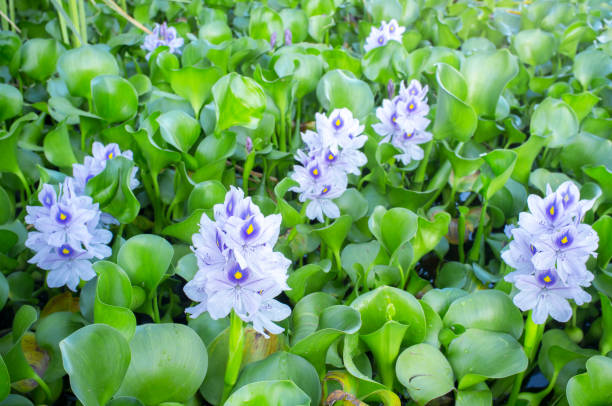 Eichhornia crassipes or water hyacinth flowers
