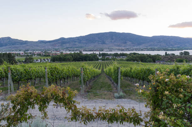istock Garden plants,grape vines, Lake Osoyoos and distant hils at sunset. 819945578