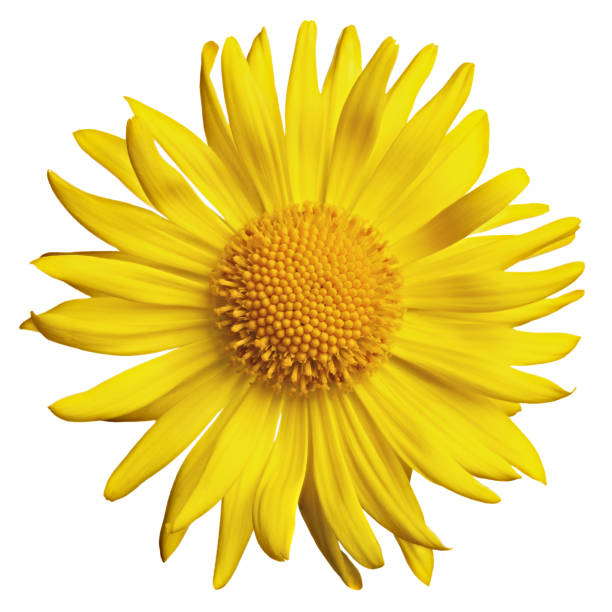 istock A blossoming Doronicum flower is photographed macro. Isolated on white background. 819946426
