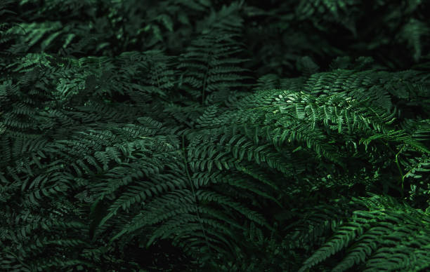 Dark green fern leaves in the forest - natural background. Space for copy, selective focus.