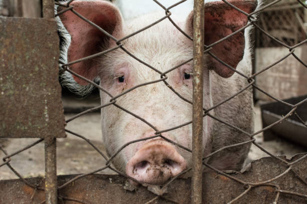 świnia za kratkami - domestic pig agriculture farm animal zdjęcia i obrazy z banku zdjęć