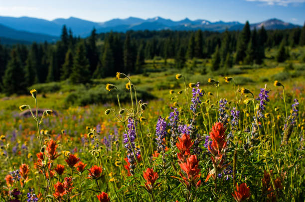 istock Wildflowers and Mountain Views 819965740
