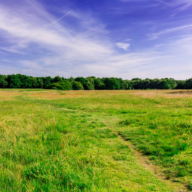 istock Walking path in the heathland of Wimbledon Common, London 819996822