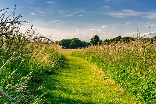 Walking path in the heathland of Wimbledon Common, London