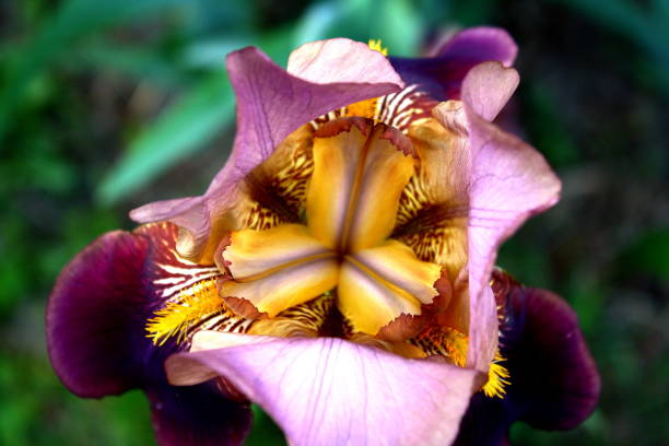 Inside of a purple Iris flower