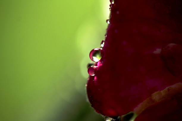 Macro Water Droplet on Red Flower Petal