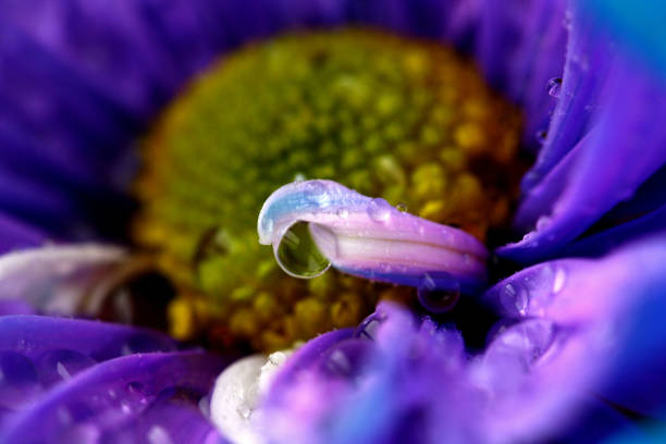Water Droplet on Purple Flower Petal