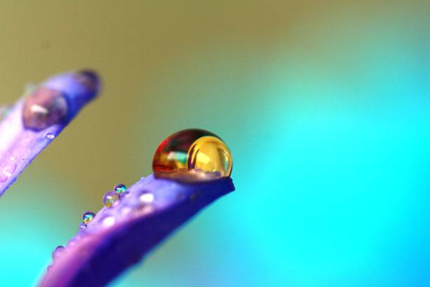 Carbonated Beverage Droplet on Flower Petal