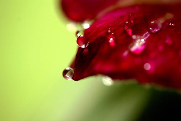 Droplets on Red Flower Petal