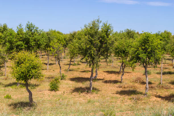 istock Wild plants and Cork tree in Porto Covo 820012950