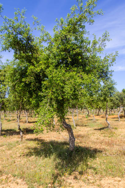 istock Wild plants and Cork tree in Porto Covo 820014286