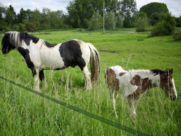 istock Piebald horse and foal 820018112