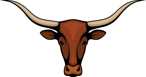 sternik longhorn - texas longhorn cattle bull horned cattle stock illustrations