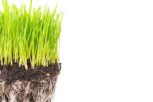 Green grass and soil from a pot with plant roots isolated on white background. Macro shot with copyspace