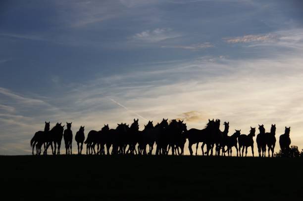 istock Group of horses at the horizon 820040694
