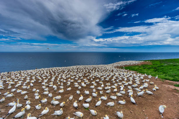 A glimpse at Bonaventure Island’s and its world’s largest colony of Northern gannets, where over 200 thousand birds call this place home 6 months out of the year. Travel and nature photography. gulf of st lawrence photos stock pictures, royalty-free photos & images
