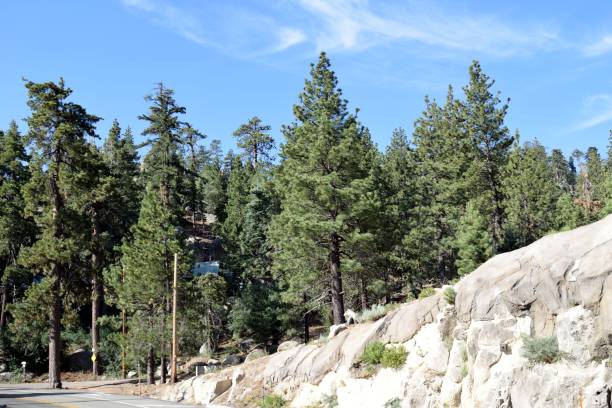 istock A Forest in Big Bear Lake 820058780