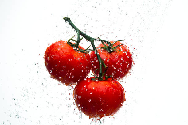 istock Red tomatoes on a branch with drops of water on a white background 820069084