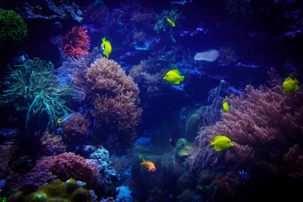 istock underwater background. Underwater scene. Underwater world. Underwater life landscape 820082024
