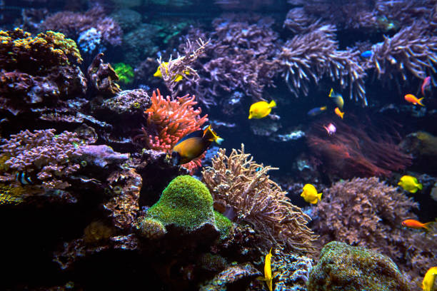istock Wonderful and beautiful underwater world with corals and fish 820084112