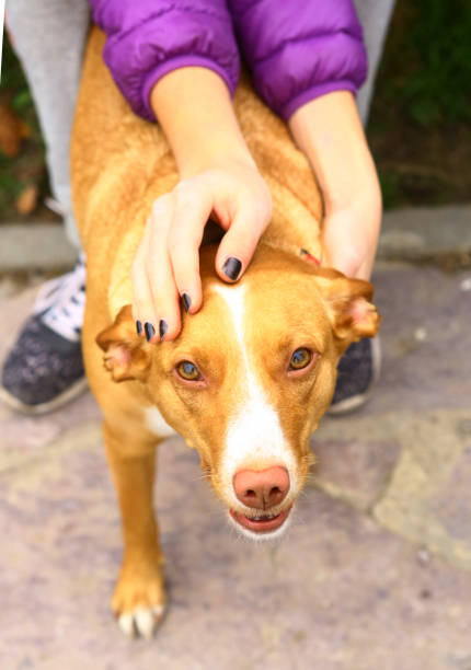 istock hands stroke red nose hound dog 820098688
