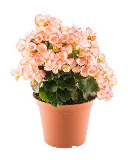 istock Pink begonia in the flowerpot 820099424