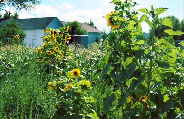 istock tall sunflowers in a yard 820106808
