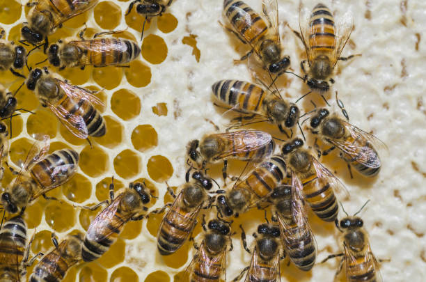 istock bees on honeycomb in apiary in the summertime 820111362