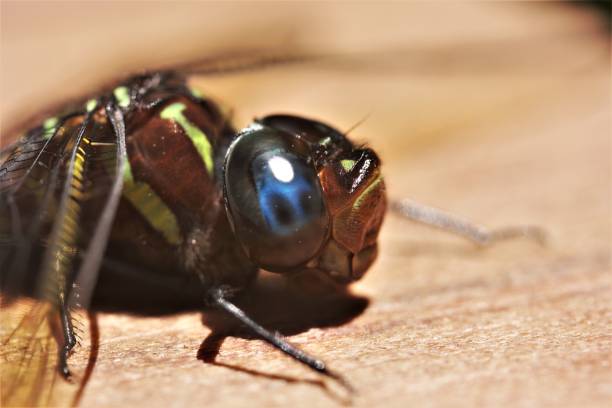 Portrait of a Dragon Fly