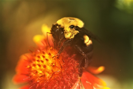 A bumble bee collects pollen from a red flower.