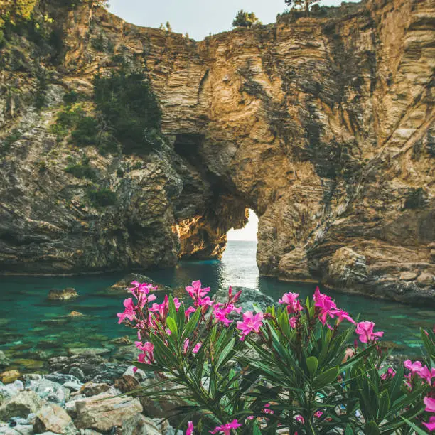 Photo of Blooming Rhododendron tree in picturesque sea bay, Turkey, square crop