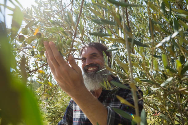 istock Farmer checking a tree of olives 820134728