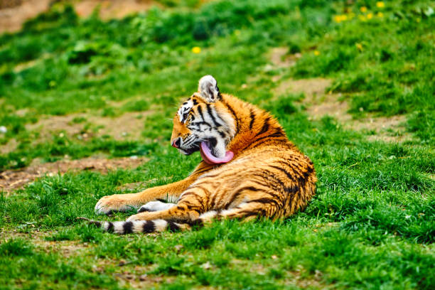 Siberian tiger. Panthera tigris altaica. beautiful  tiger