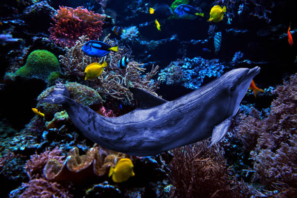 Colorful fish inside lisbon famous oceanarium. Close-up shot. Portugal Popular tourist attraction