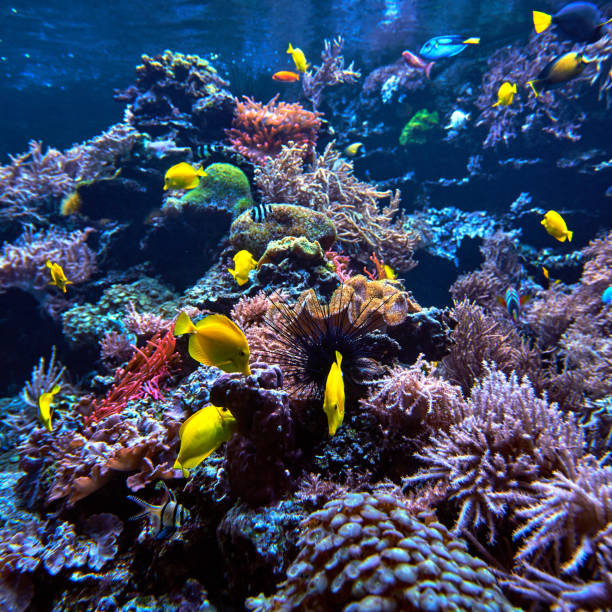 istock underwater background. Underwater scene. Underwater world. Underwater life landscape 820141302