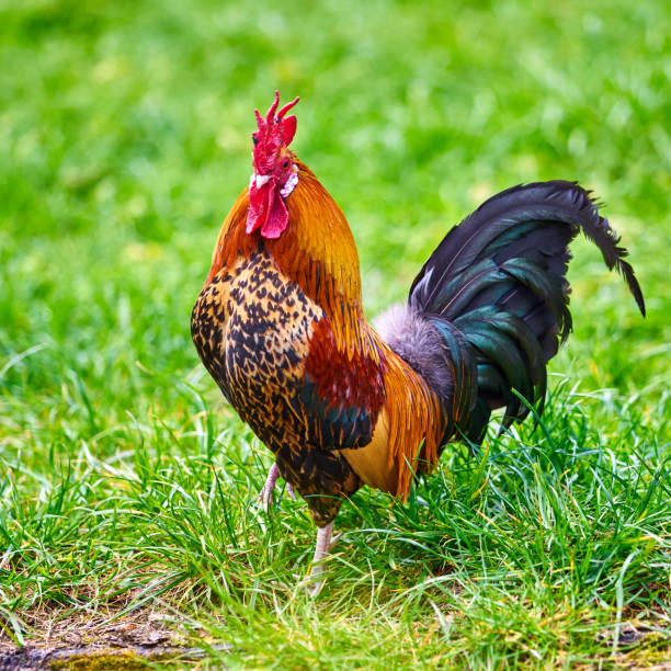 istock Beautiful cock. colorful rooster 820141320