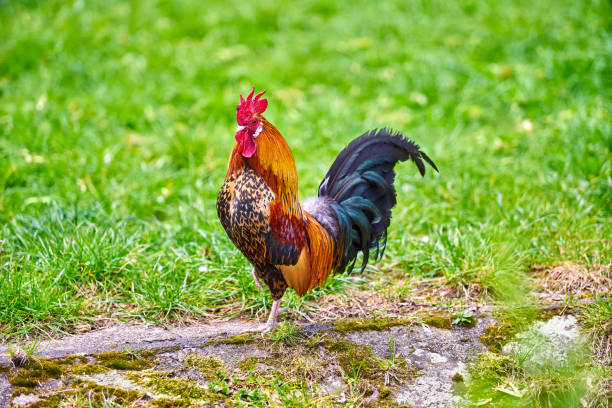istock Beautiful cock. colorful rooster 820141356