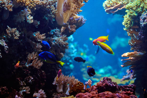 istock underwater background. Underwater scene. Underwater world. Underwater life landscape 820141508