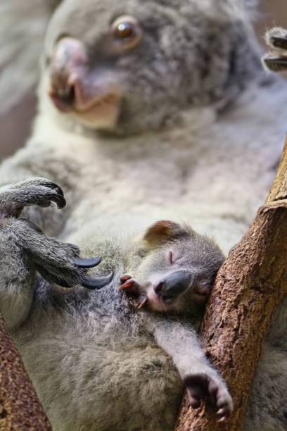 young koala with mother close-up of a young koala bear (Phascolarctos cinereus) sleeping in pouch of its mother sleeping koala bear stock pictures, royalty-free photos & images