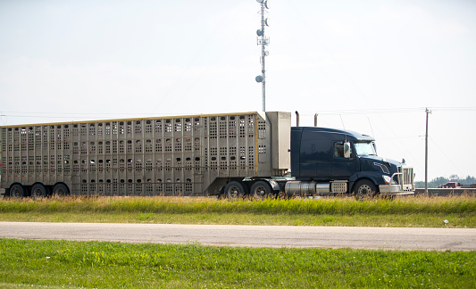 A truck hauling pigs down a highway. Taken in Red Deer, Alberta, Canada